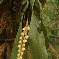 Coelogyne imbricata (Hook.) Rchb.f.